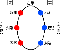図1-4　上肢における表裏経分布の特徴
