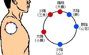 図1-6　肩における経絡分布の特徴