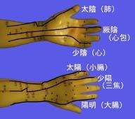 図2-7　手における経絡分布